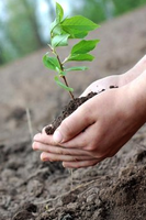 Tree Service and Landscaper Organic Garden Matters in Modesto CA