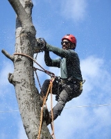 Elgin Tree Service