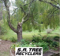 Tree Removal Southern Suburbs Adelaide