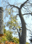 Tree Service and Landscaper Carroll Tree and Stump Pros Pros in Finksburg MD