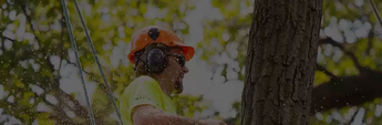Is Tree Damaging your Property? Call Professional Arborist to Protect